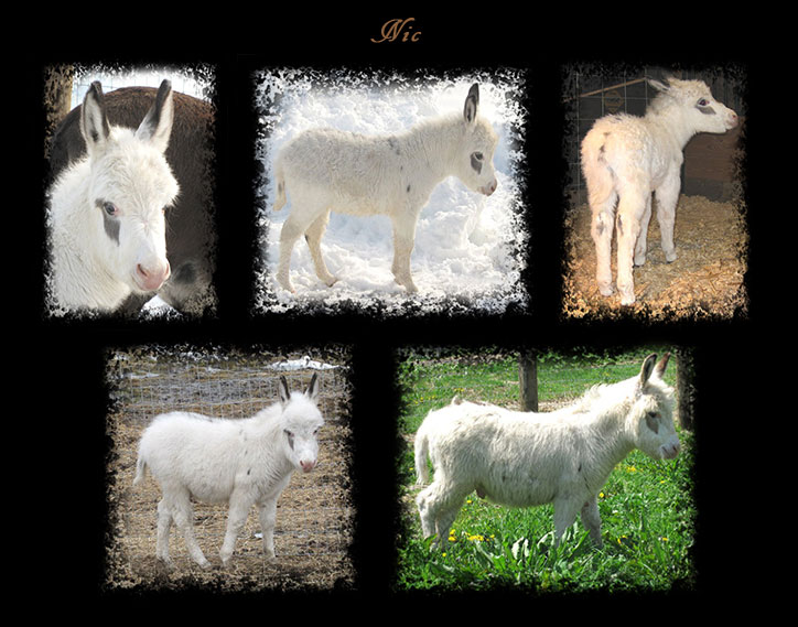Critter Haven Farm Miniature Donkeys